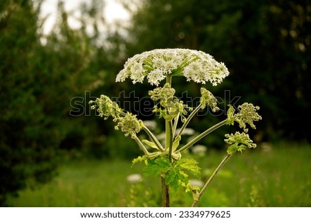 Hogweed is a poisonous and actively spreading plant on the ground. Umbellate weed plant Cow Parsnip flowering on a field on a summer day. Ripening of seeds of a dangerous giant hogweed. Royalty-Free Stock Photo #2334979625