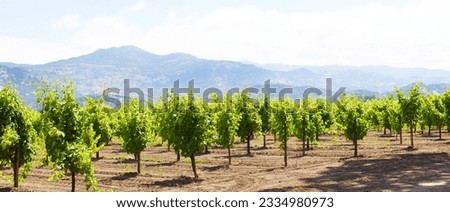 panorama of vineyards in napa valley, california