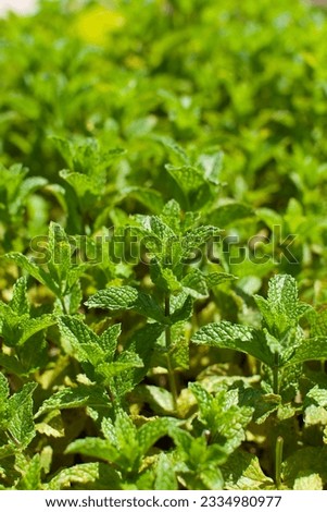 close-up of fresh green mint plant in the garden