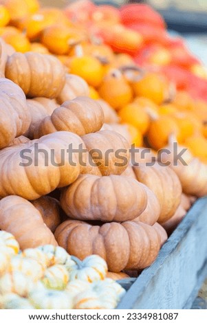 assortment of different pumpkins at pumpkin patch or farmers market
