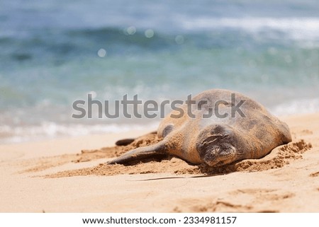 endangered and protected -almost extinct- hawaiian monk seal at the beach at kauai island, hawaii