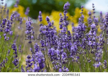 close-up of gorgeous beautiful blooming lavender in napa valley, california