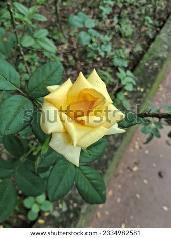 hd beautiful yellow rose picture 