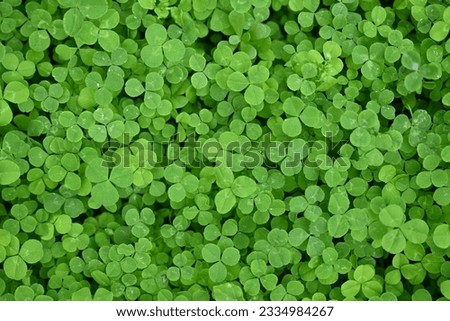 Close-up of clover blossom, patrick's day concept, green clover leaves, close-up of clover blossom, concept of sustainable development 