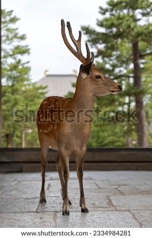 Single Japanese spotted deer (male) standing in front of a temple