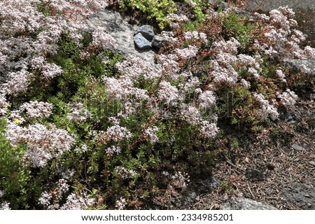Flowers of Sedum album or White stonecrop. General view of group of flowering plants in garden.Closeup of blooming ground cover plant white stonecrop . Royalty-Free Stock Photo #2334985201