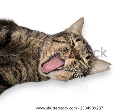 Cat is sleeping. Isolated on white background.