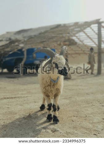 A portrait picture of Goat