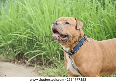 Pitbull dog smiling happily in the green meadow used for picture frames