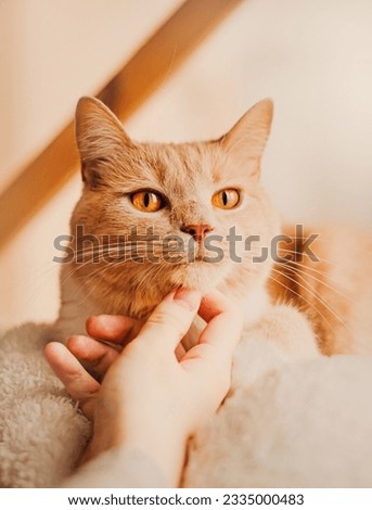 A owner affectionately stroking a cute ginger cat. Love for animals. Tender relationship and bond between human and pet. Comfort, companionship, and unconditional love. Royalty-Free Stock Photo #2335000483