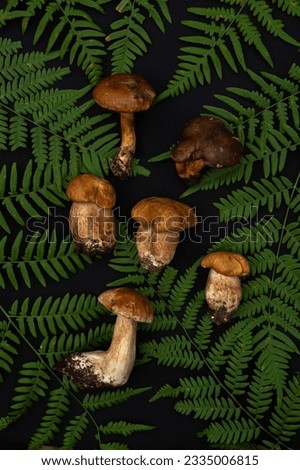 Beautiful fresh porcini mushrooms and fern leaves on a black background. Top view, full frame. Vertical photo 