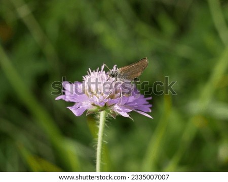 Pollination of medicinal plants in the meadow. A small butterfly with folded wings collects nectar on a field scabious flower on a sunny summer day.