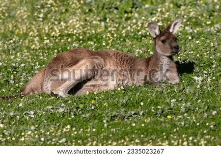 Lounging Kangaroo relaxing in green grass and small flowers of the Margaret River Region near Yallingup, Western Australia