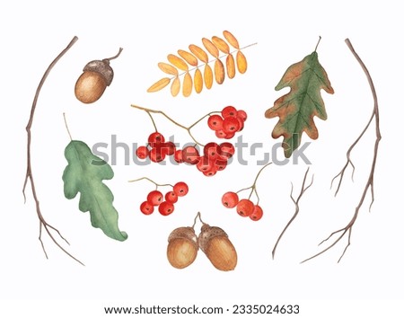 Hand drawn autumn leaves, rowan, dry branches, oak leaves and acorns. Autumn watercolour clipart. For printing, design, cards, scrapbooking, stickers, etc.