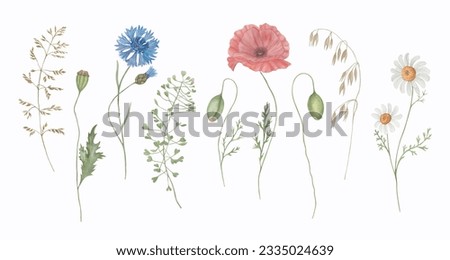 Set of watercolour wild herbs, red poppies, daisy and cornflower. Hand drawn illustration of wild flowers.