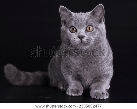 British Shorthair cat is looking at it with big eyes in surprise