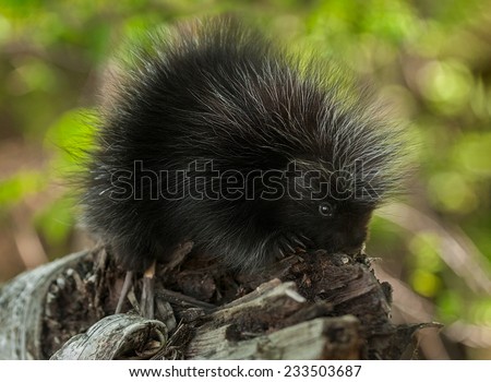 Baby Porcupine (Erethizon dorsatum) Sits on Branch - captive animal