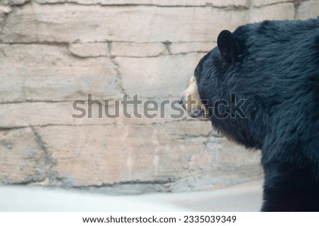 Just a bear and a wall conversation