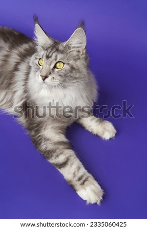 High angle shot Longhair Maine Coon Cat with yellow eyes lying down on blue background and looking away. Cropped view of photos kitty one year old black silver classic tabby white color. Part series Royalty-Free Stock Photo #2335060425