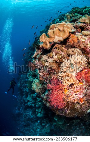Divers, mushroom leather coral in Banda, Indonesia underwater photo. There are various coral reefs, Sarcophyton sp., soft coral Sinularia sp., and sea fan.