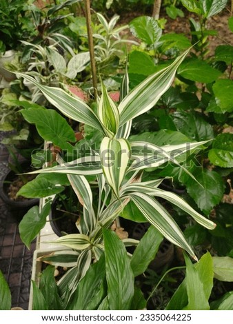 Dracaena reflexa 'Variegata' or Song of India is tropical plant.
