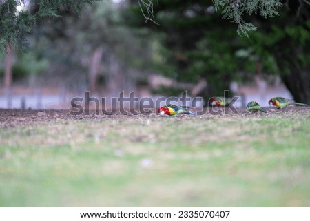 parrots in a park eating grass