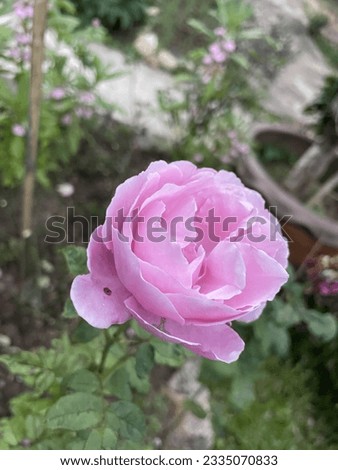 Morning Pink roses in the garden