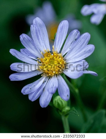This is an image of a European Michaelmas Daisy. Royalty-Free Stock Photo #2335072333