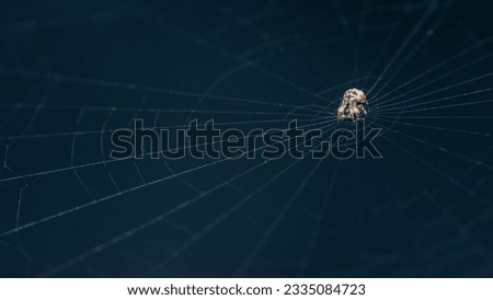 Spiny Orb Weaver on web in nature, Macro photo of insect in nature and selective focus.