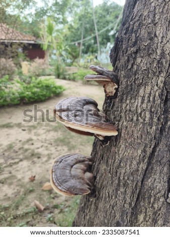 A picture of a mushroom that grows on a perfectly beautiful tree.