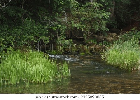 Beautiful Spring Feeding River near Aquatic Plants Royalty-Free Stock Photo #2335093885