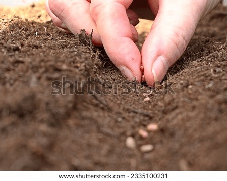 sow vegetables in the cold frame for your own sustenance Royalty-Free Stock Photo #2335100231