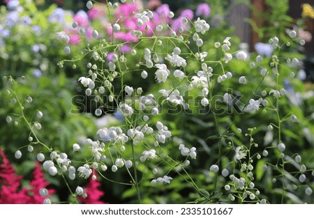 White color Thalictrum Splendide White flowers in a garden in July 2022 Royalty-Free Stock Photo #2335101667