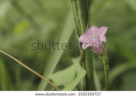 Beautiful Purple flower and green leaves layout, With defocused green leaves Background