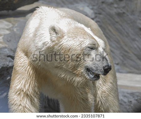 Polar bear in the sunshine