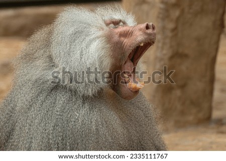 Portrait of father baboon yawning