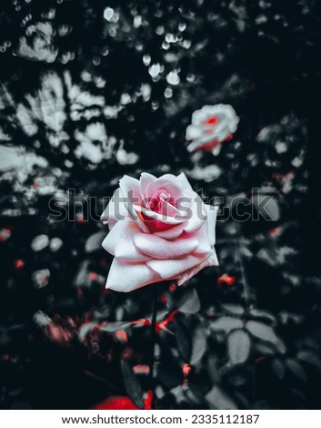 Wow, what a beautiful rose flower, mind-blowing flower, this is a rose flower that can be found in all places, rose is the most popular flower in the world, the picture was taken professionally, thank