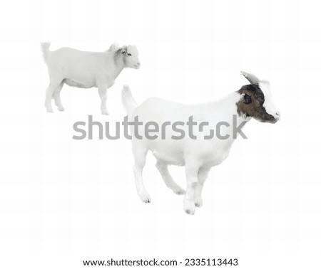 a photography of two goats standing next to each other on a white surface, there are two goats standing in the snow together.