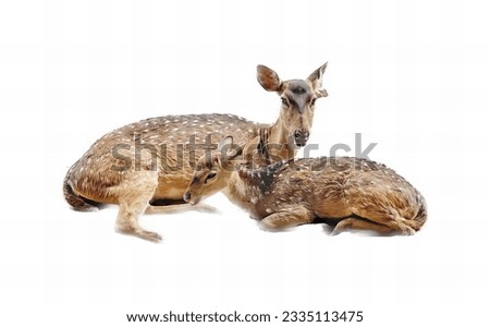 a photography of two deers laying down on a white surface, there are two deers that are laying down together on the ground.
