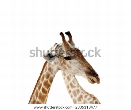 a photography of two giraffes standing next to each other, there are two giraffes standing next to each other on a white background.
