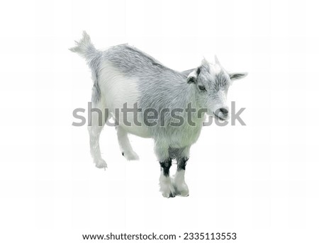 a photography of a goat standing on a white surface, there is a goat that is standing in the snow.