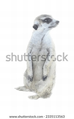 a photography of a meerkat standing on its hind legs, there is a small white animal standing on its hind legs.