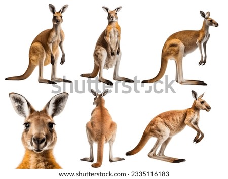 kangaroo, many angles and view portrait side back head shot isolated on white background cutout Royalty-Free Stock Photo #2335116183