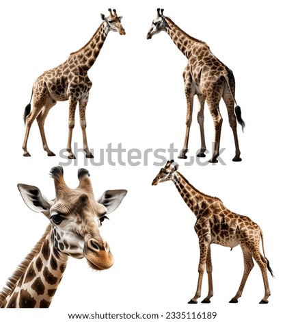 giraffe, many angles and view portrait side back head shot isolated on white background cutout