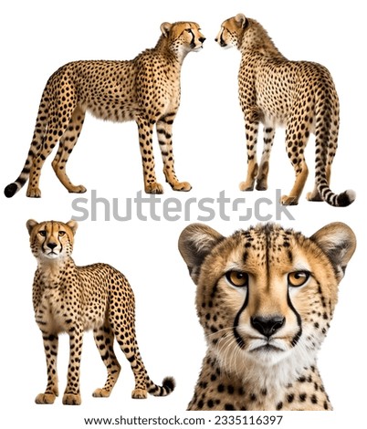cheetah, many angles and view portrait side back head shot isolated on white background cutout
