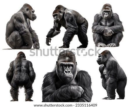 gorilla, many angles and view portrait side back head shot isolated on white background cutout