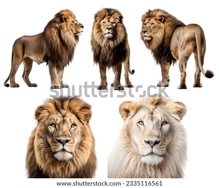 lion lioness, many angles and view portrait side back head shot isolated on white background cutout Royalty-Free Stock Photo #2335116561