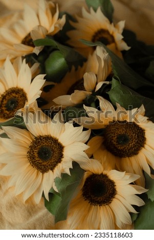 Flowers of sunflowers on the background of an orange bed