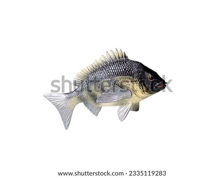 Miniature acanthopagrus fish animal on white background
