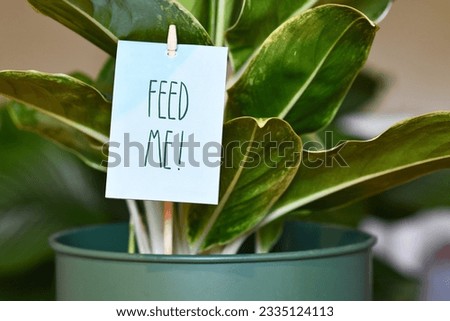 Houseplant with sign saying 'Feed me'. Concept for fertilizing plants